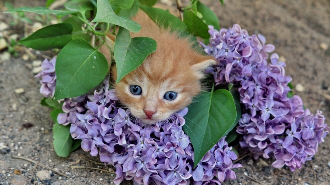 kitten_lilac_flowers_branches_72196_2560x1440.jpg